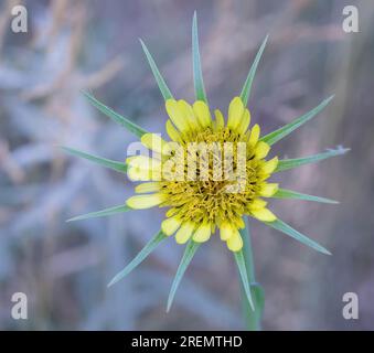 Gelber Schwarzwurzeln oder Ziegenbart, Tragopogon dubius an einem Frühlingsmorgen im Trout Brook Nature Sanctuary in St. Paul, Minnesota, USA. Stockfoto