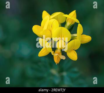 Vogelfußtrefoil, auch bekannt als Eier und Speck oder Großmutterfußnägel; Lotus corniculatus, Mitglied der Erbsenfamilie Fabaceae an einem Frühlingsmorgen, Stockfoto