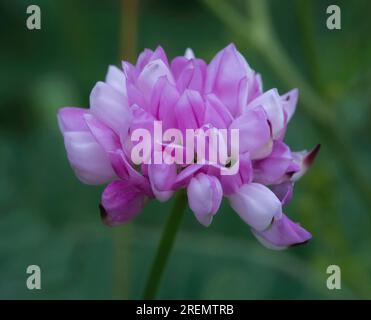 Purple Crown Vetch, Securigera Varia der Familie Fabaceae an einem Frühlingsmorgen im Trout Brook Nature Sanctuary in St. Paul, Minnesota, USA. Stockfoto