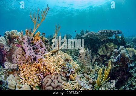 Hartkorallen, Scleractinia Order, mit Sonne im Hintergrund, Tauchplatz am Strandhaus, Atauro Island, Osttimor Stockfoto