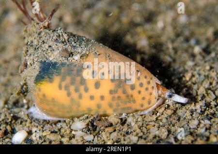 Flohbiss Cone Shell, Conus pulicarius, Nachttauchen, Dili Rock East Dive Site, Dili, East Timor Stockfoto