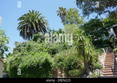 Los Angeles, Kalifornien, USA 28. Juli 2023 Kostümdesigner Travis Banton ehemaliges Heim/Haus auf der 2266 Alcyona Drive am 28. Juli 2023 in Los Angeles, Kalifornien, USA. Er war vor allem bekannt für seine langjährige Zusammenarbeit mit der Schauspielerin Marlene Dietrich und Direktor Josef von Sternberg. Er entwarf auch für Clara Bow, Claudette Colbert, Mae West, Carole Lombard und viele andere. Foto: Barry King/Alamy Stock Photo Stockfoto