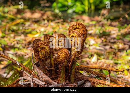 Junge Dryopteris wallichiana-Farne, die sich in den Minterne Gardens in der Stadt Minterne Magna, Dorset, entfalten Stockfoto