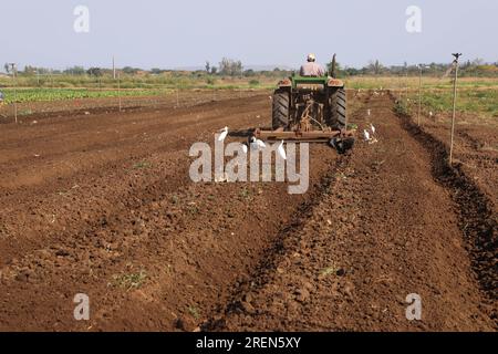 China. 29. Juli 2023. Boane, Mosambik. 28. Juli 2023. Ein Arbeiter pflügt das Feld im China-Mosambik Agricultural Technology Demonstration Center im Boane District der Provinz Maputo, Mosambik, 28. Juli 2023. Das 2010 erbaute Demonstrationszentrum ist ein wichtiges Kooperationsprojekt zwischen der chinesischen und der mosambikanischen Regierung. Neben landwirtschaftlichen Experimenten ist das Zentrum auch an der Ausbildung von Bauern vor Ort beteiligt. Kredit: Dong Jianghui/Xinhua/Alamy Live News Kredit: Xinhua/Alamy Live News Stockfoto