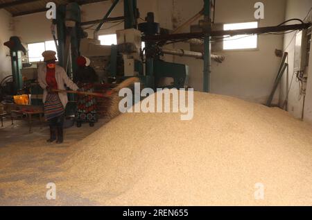 China. 29. Juli 2023. Boane, Mosambik. 25. Juli 2023. Die Mitarbeiter verarbeiten Reis im China-Mosambik Agricultural Technology Demonstration Center im Boane District der Provinz Maputo, Mosambik, 25. Juli 2023. Das 2010 erbaute Demonstrationszentrum ist ein wichtiges Kooperationsprojekt zwischen der chinesischen und der mosambikanischen Regierung. Neben landwirtschaftlichen Experimenten ist das Zentrum auch an der Ausbildung von Bauern vor Ort beteiligt. Kredit: Dong Jianghui/Xinhua/Alamy Live News Kredit: Xinhua/Alamy Live News Stockfoto