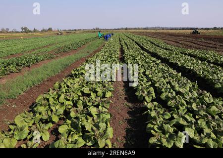 China. 29. Juli 2023. Boane. 28. Juli 2023. Dieses Foto wurde am 28. Juli 2023 aufgenommen und zeigt den Versuchsbereich des China-Mosambik Agricultural Technology Demonstration Center in Boane, Provinz Maputo, Mosambik. Das 2010 erbaute Demonstrationszentrum ist ein wichtiges Kooperationsprojekt zwischen der chinesischen und der mosambikanischen Regierung. Neben landwirtschaftlichen Experimenten ist das Zentrum auch an der Ausbildung von Bauern vor Ort beteiligt. Kredit: Dong Jianghui/Xinhua/Alamy Live News Kredit: Xinhua/Alamy Live News Stockfoto