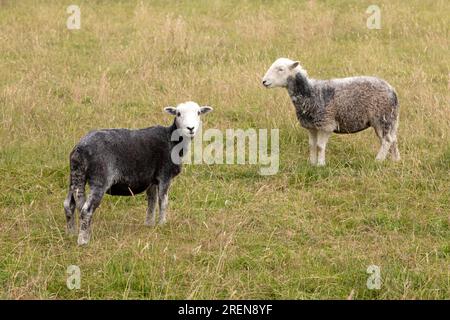 Herdwick-Schafe in County Durham, England. Herdwicks sind eine harte Rasse aus dem Lake District. Stockfoto