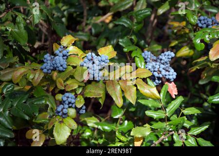 Die Abrundung eines immergrünen Strauchs aus Oregon (Mahonia aquifolium) mit reifen bläulich-schwarzen Beeren – der Staatsblume von Oregon. Horizontales Bild mit sha Stockfoto