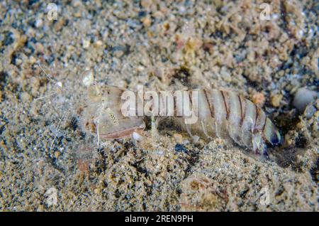 Tiger Mantis Shrimp, Lysiosquillina maculata, Nachttauchen, Dili Rock East Tauchplatz, Dili, Osttimor Stockfoto