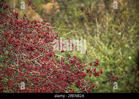 Wilde Hagebutten. Abruzzen, Italien, Europa Stockfoto