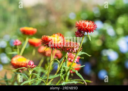 Feld von Xerochrysum bracteatum, allgemein bekannt als die goldene ewige oder Erdbeere Stockfoto