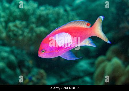 SQUAREspot Anthias, Pseudanthias pleurotaenia, geheimer Garten Tauchplatz, Dili, Osttimor Stockfoto