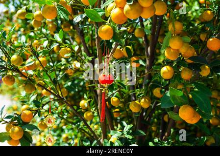 vietnamesischer Mandarinenbaum aus der Nähe Stockfoto