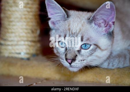 Der Maulkorb einer grauen flauschigen Katze mit schielenden Augen, Katzennaht Stockfoto