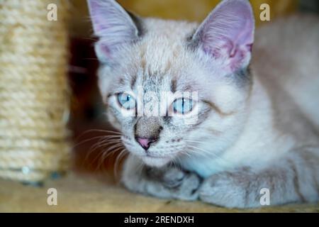 Der Maulkorb einer grauen flauschigen Katze mit schielenden Augen, Katzennaht Stockfoto