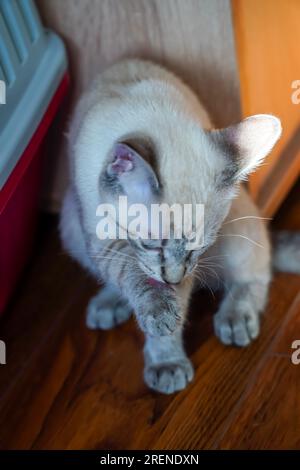Der Maulkorb einer grauen flauschigen Katze mit schielenden Augen, Katzennaht Stockfoto