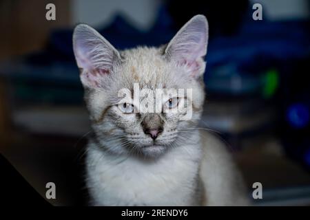 Der Maulkorb einer grauen flauschigen Katze mit schielenden Augen, Katzennaht Stockfoto