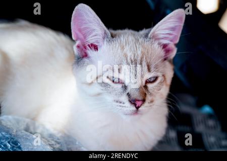 Der Maulkorb einer grauen flauschigen Katze mit schielenden Augen, Katzennaht Stockfoto
