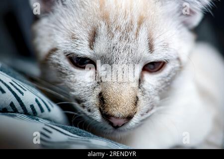 Der Maulkorb einer grauen flauschigen Katze mit schielenden Augen, Katzennaht Stockfoto
