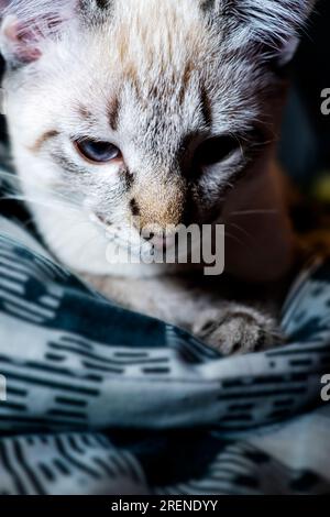 Der Maulkorb einer grauen flauschigen Katze mit schielenden Augen, Katzennaht Stockfoto