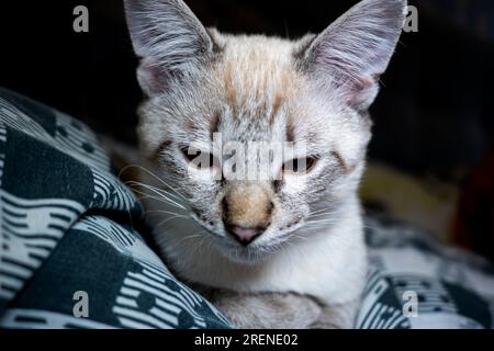 Der Maulkorb einer grauen flauschigen Katze mit schielenden Augen, Katzennaht Stockfoto