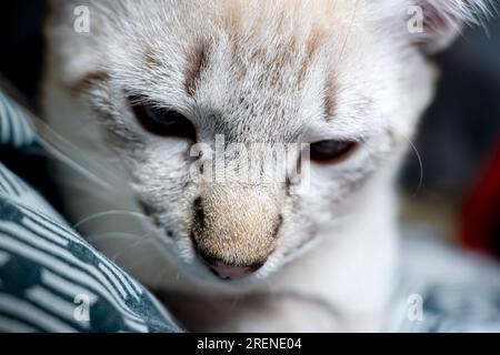 Der Maulkorb einer grauen flauschigen Katze mit schielenden Augen, Katzennaht Stockfoto