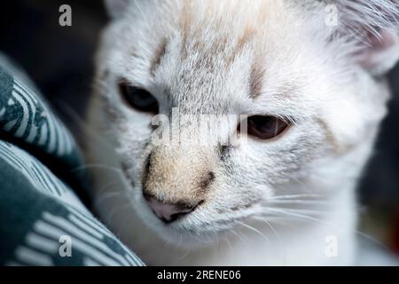 Der Maulkorb einer grauen flauschigen Katze mit schielenden Augen, Katzennaht Stockfoto