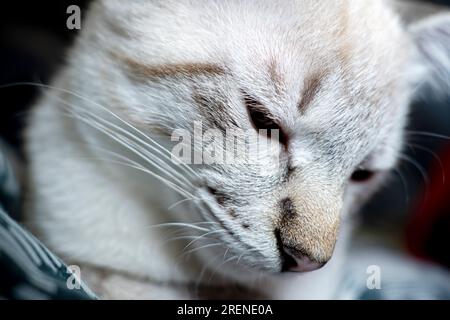 Der Maulkorb einer grauen flauschigen Katze mit schielenden Augen, Katzennaht Stockfoto