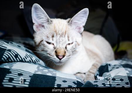 Der Maulkorb einer grauen flauschigen Katze mit schielenden Augen, Katzennaht Stockfoto