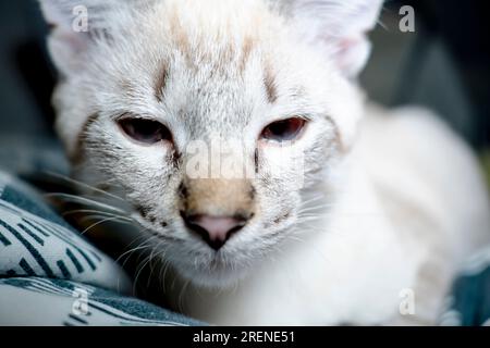 Der Maulkorb einer grauen flauschigen Katze mit schielenden Augen, Katzennaht Stockfoto