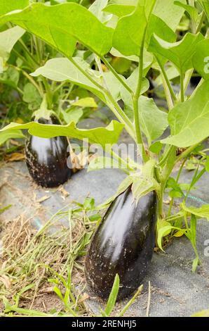 Gewächshausbau von ökologischen Auberginen, selektiver Fokus. Stockfoto