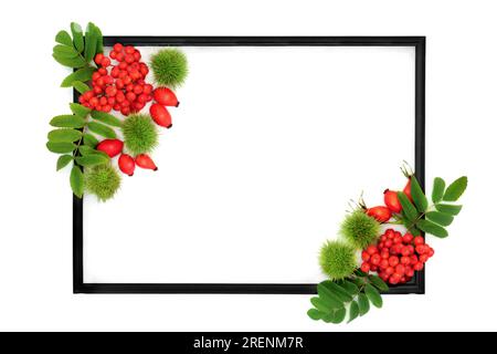 Festlicher Herbst-Thanksgiving-Hintergrund mit Rosehip- und Rowan-Beeren-Früchten und Kastanien mit schwarzem Rahmen auf Weiß. Das florale Naturkonzept. Stockfoto