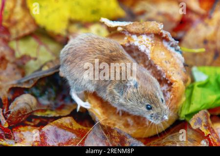 Gartenbau. Wühlmäuse ernähren sich von Äpfeln, die im Garten vom Baum gefallen sind, bis Frost entsteht. Nagetiere fressen seltsame runde Hohlräume in Früchten auf, sie fressen Fruchtfleisch und Spe Stockfoto