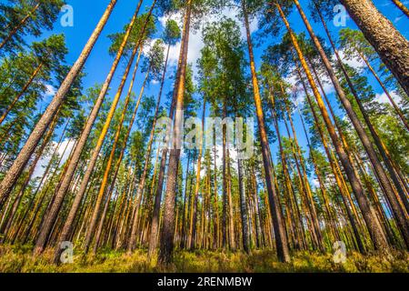 Dicker europäischer Kiefernbaum am Sommernachmittag. Unterwuchs von rosafarbenem Heidekraut, ericetale Kiefernei. Schottenkiefer, Erzengel-Tanne (Pinus sylvestris) Stockfoto