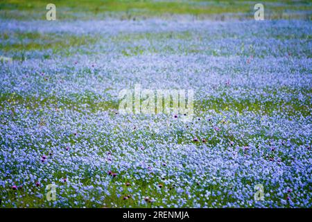 Steppe-Kaution. Zur Entstehung von Wildflachsfeldern (Linum usitatissimum). Schwarzmeerregion Stockfoto