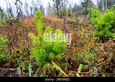 Waldsanierung nach einem Brand. Europäische Fichte (Picea excelsa, P. abies), Fichtenunterwuchs nach 20 Jahren. Boreale Wälder (Taiga) im Nordosten Stockfoto