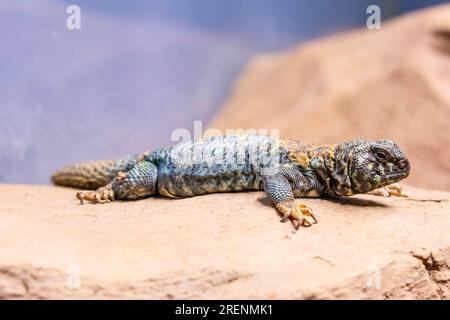 Uromastyx ornata ist eine Eidechsenart aus der Familie der Agamidae. Diese mittelgroßen Eidechsen gehören zu den farbenprächtigsten Mitgliedern Stockfoto