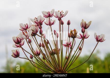 Rush Flower (Butomus umbellatus) auf den nördlichen Flussmärschen. Futterpflanze, Honigpflanze Stockfoto