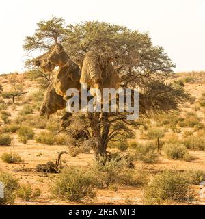 Ein Kameldorn beladen mit dem Gewicht verschiedener geselliger Webernester in der Kalahari-Wüste in Ost-Namibia Stockfoto