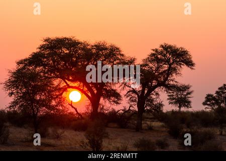 Ein Kalahari-Sonnenuntergang mit den Silhouetten zweier großer Kameldornbäume im Vordergrund Stockfoto