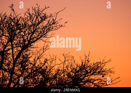 Silhouette der oberen Zweige eines Kameldorns vor dem goldorangefarbenen Himmel eines Kalahari-Sonnenuntergangs Stockfoto