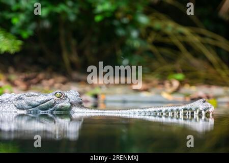 Der Gharial (Gavialis gangeticus) ruht im Teich. Es ist ein Krokodil aus der Familie Gavialidae, der in sandigen Süßwasserflußbänken beheimatet ist Stockfoto