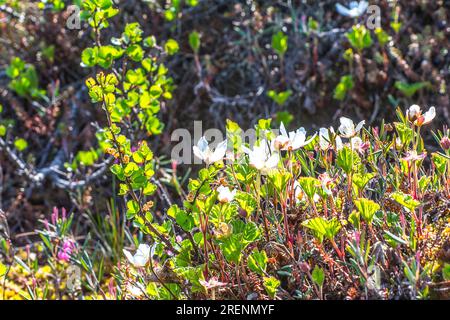 Massenblüte von Wolfsbeeren (Rubus chamaemorus) in einem Übergangsmoor. Lappland, Juni Stockfoto