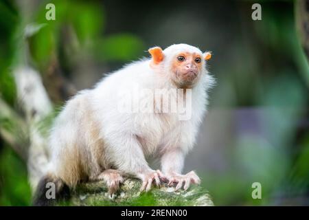 Das Silbermurmeltier (Mico argentatus) ist ein Affe der Neuen Welt, der im östlichen Amazonaswald in Brasilien lebt. Das Fell ist weißlich silber Stockfoto