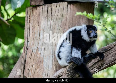 Der schwarz-weiß-geraffte Lemur (Varecia variegata). Eine vom Aussterben bedrohte Art von gerafften Lemuren, eine von zwei, die auf der Insel Madagaskar endemisch sind. Stockfoto