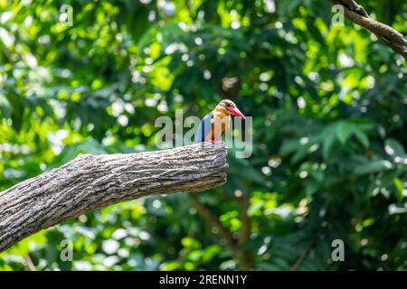 Auf dem Baum steht ein Wildstorch-eisvogel (Pelargopsis capensis). Es handelt sich um einen Baum, der im tropischen Gebiet weit verbreitet ist. Stockfoto