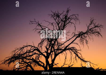 Baum in der Dämmerung in der Kalahari-Wüste Stockfoto