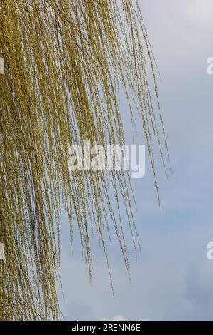 Fotos von gelben Knospen und Weidenblättern in diesem Frühling vor dem Hintergrund des Himmels. Stockfoto