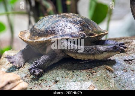 Die Schlangenhalsschildkröte (Chelodina mccordi) von Roti Island ist eine vom Aussterben bedrohte Schildkrötenart aus der Roten Insel in Indonesien. Stockfoto