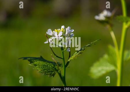 Knoblauch Senfblumen Alliaria petiolata Nahaufnahme. Alliaria petiolata, oder Knoblauchsenf, ist eine zweijährige Blütenpflanze in der Senffamilie Brassic Stockfoto